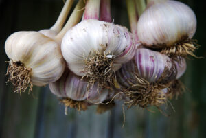 Harvested garlic hanging in a bunch, close-up